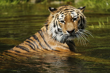 shallow focus photography of brown and black tiger thumbnail