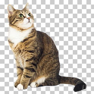 Cat Dog Kitten Pet Dentistry, Cat, brown Tabby cat PNG clipart