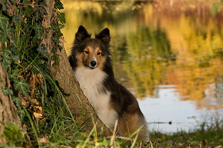 medium coated dog near tree trunk thumbnail