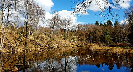 body of water beside withered trees thumbnail