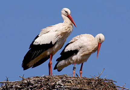 two white flamingos standing on nest thumbnail