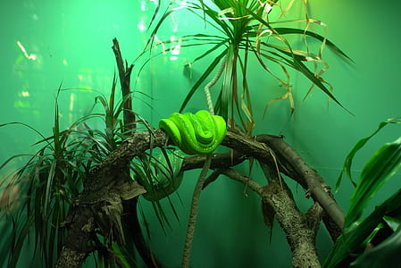 resting green tree snake thumbnail