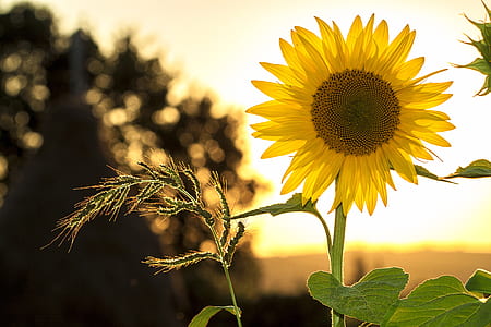 yellow Sunflower in closeup photo thumbnail