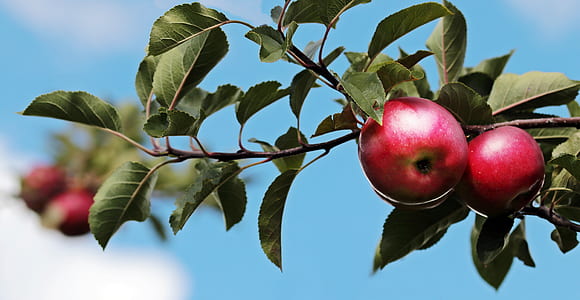 selective focus photography of red apple thumbnail