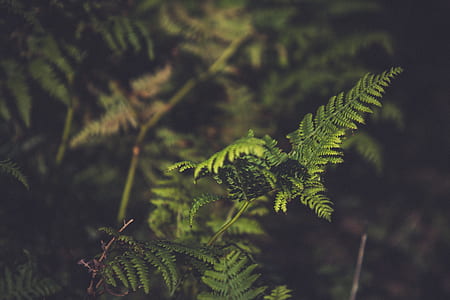 selective focus photography of green leafed plant thumbnail