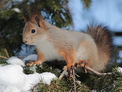 beige squirrel on green trunk at daytime thumbnail