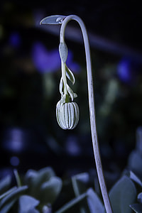Senecio Cephaluphorus, Flower Stem thumbnail