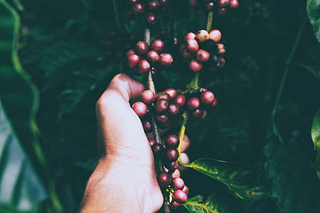 red fruit lot thumbnail