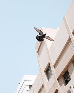 black and grey pigeon flying on sky near high-rise building thumbnail