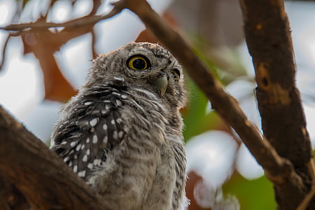 brown and white owl thumbnail