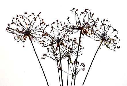 brown flower thumbnail