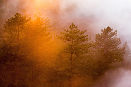 Orange Sunlight, Mist, and Fog in the Forest at Big Sur, California thumbnail
