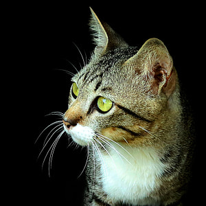 brown and white short coated cat looking at left thumbnail