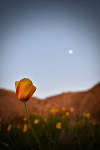 shallow focus photography of yellow California poppy field thumbnail