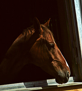 horse in cage thumbnail