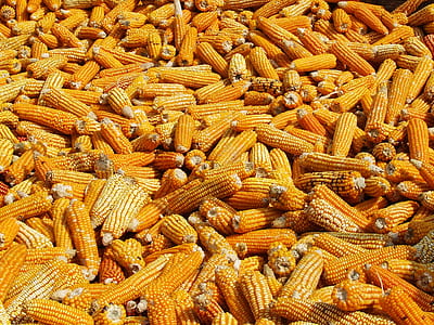 fill the frame photography of corns thumbnail