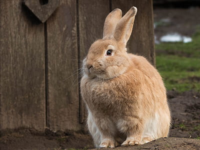 brown rabbit sitting in front of brown wooden panel thumbnail