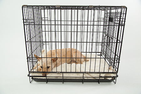 adult brown cairn terrier in cage thumbnail