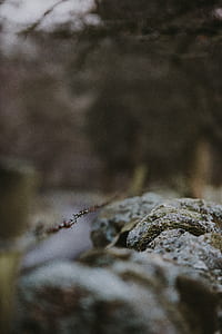 plant, stone, depth of field, trees thumbnail