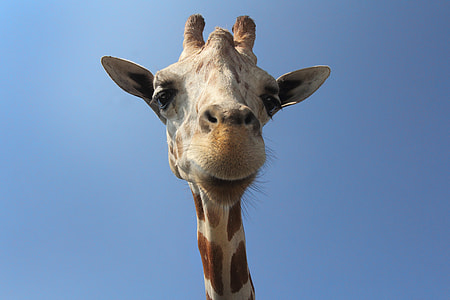 giraffe thumbnail