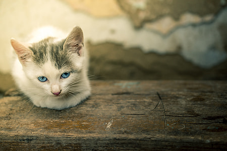 selective focus photography of white and gray cat thumbnail