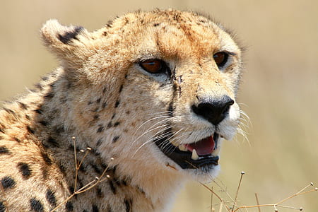 cheetah during daytime thumbnail