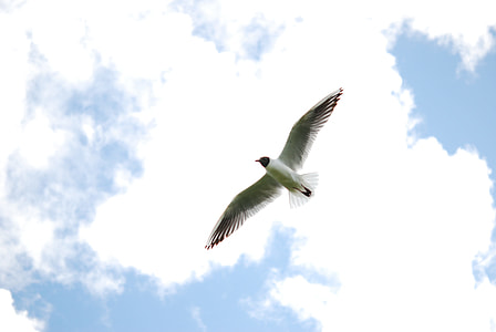 seagull in flight under cloudy sky thumbnail