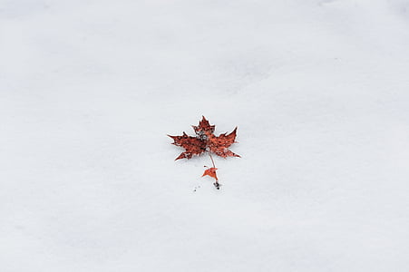 brown leaf thumbnail