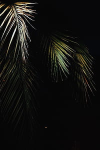 photo of palm tree thumbnail