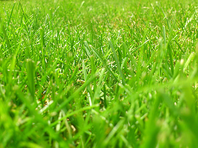 green grass thumbnail