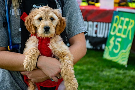 Person Carrying Long-coated Tan Puppy thumbnail