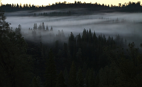 pine tree covered by gray clouds thumbnail