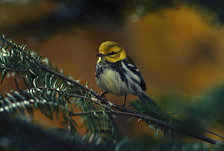 yellow and gray bird perching on tree thumbnail