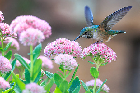 focus photography of green hummingbird perched on pink petaled flower thumbnail