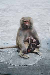 gray mother monkey with its baby sucking to her breast thumbnail