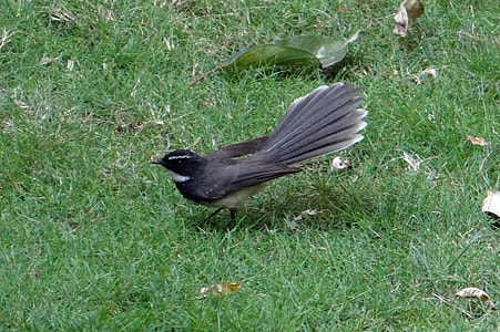 White-Throated Fantail Flycatcher thumbnail