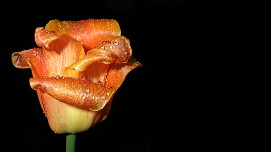 orange flower thumbnail
