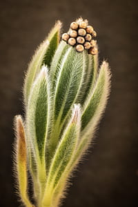 selective focus photography of green leafed plant thumbnail