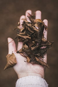 shallow photography of person showing brown dried leaves on hand thumbnail