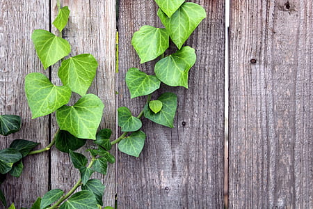 green leafed plant thumbnail