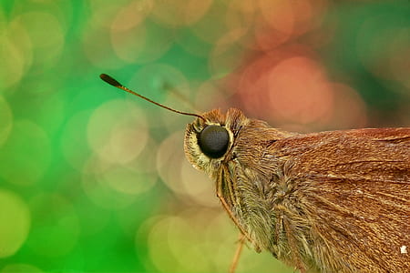 macro photography of brown moth thumbnail