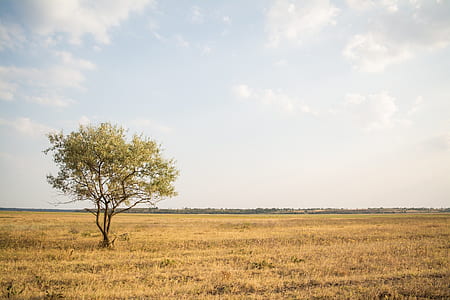 green trees on brown field under clear sky thumbnail