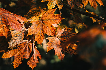 brown leaves thumbnail