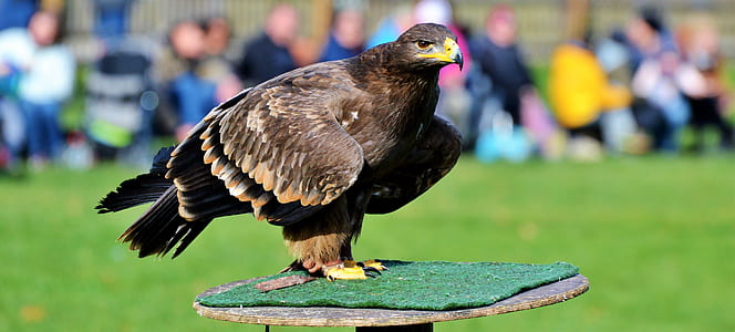 brown falcon thumbnail