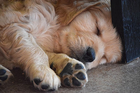 golden retriever puppy thumbnail
