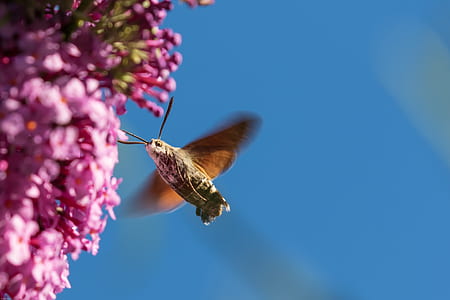 flying brown moth thumbnail