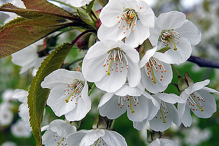 close-up photography if white cherry blossoms thumbnail