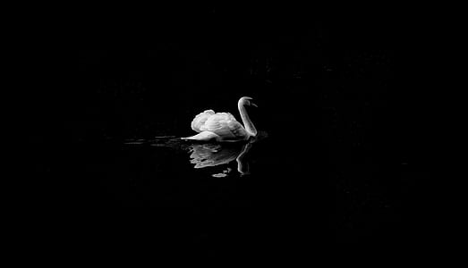 grayscale photo of swan thumbnail