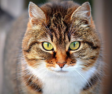 portrait photography of brown tabby cat thumbnail