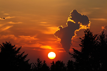 silhouette of trees during sunset thumbnail